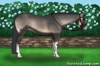 Horse Color:Blue Onyx 