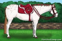 Horse Color:White Spotted Red Roan Appaloosa