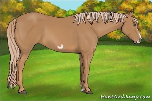 Horse Color:Chestnut Frame