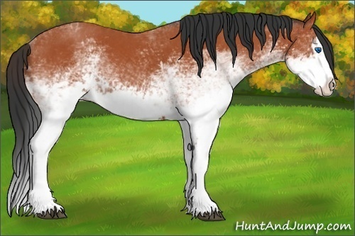 Horse Color:White Spotted Bay Splash  and White Spotted Bay Splash 