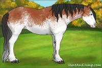 Horse Color:White Spotted Bay Splash  and White Spotted Bay Splash 