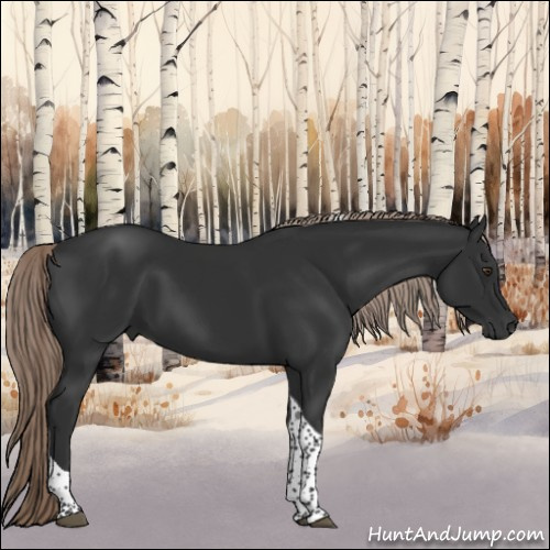 Horse Color:Liver Chestnut Tobiano 