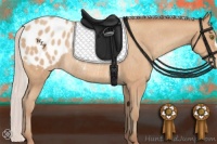 Horse Color:Silver Amber Champagne Varnish Rabicano 