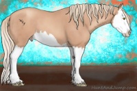 Horse Color:Gold Champagne Splash 