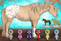 Horse Color:Gold Champagne Appaloosa Rabicano 