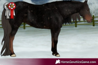 Horse Color:Void Liver Red Roan Tobiano 