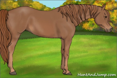 Horse Color:Unknown 