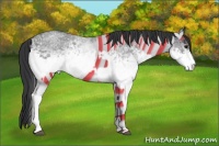 Horse Color:White Spotted Blue Roan Rabicano  and White Spotted Blue Roan Rabicano 