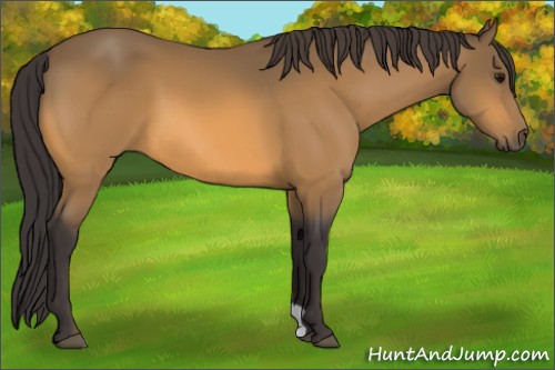 Horse Color:Buckskin 