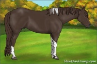 Horse Color:Liver Chestnut Tobiano 