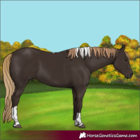 Horse Color:Liver Chestnut Tobiano