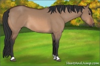 Horse Color:Bay Dun 