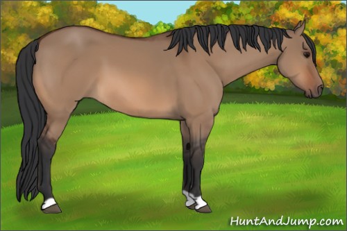 Horse Color:Bay Dun 