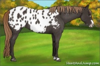 Horse Color:Liver Red Roan Frame Appaloosa 