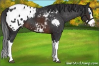 Horse Color:Brown Splash Appaloosa 