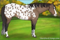 Horse Color:Brown Dun Splash Appaloosa 