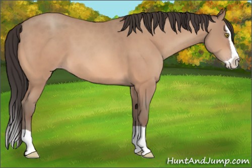 Horse Color:Sable Champagne Splash 