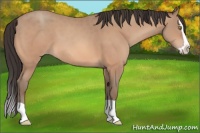 Horse Color:Sable Champagne Splash 