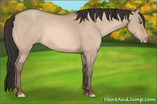 Horse Color:Sable Champagne Dun 