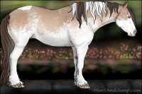 Horse Color:White Spotted Amber Champagne Tobiano Appaloosa