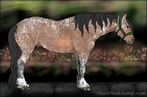 Horse Color:Bay Ice and Bay Ice Rabicano