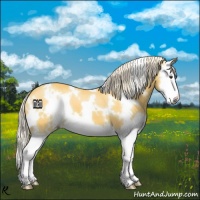 Horse Color:White Spotted Palomino Splash