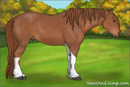 Horse Color:Chestnut Tobiano