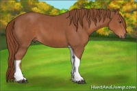 Horse Color:Chestnut Tobiano