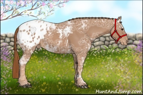 Horse Color:Chestnut Ice Appaloosa 