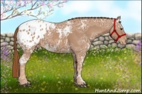 Horse Color:Chestnut Ice Appaloosa 