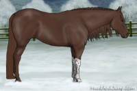 Horse Color:Liver Chestnut Tobiano