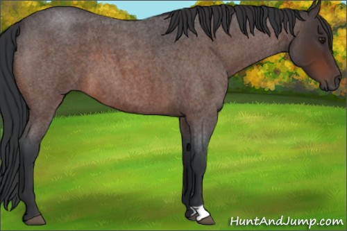 Horse Color:Brown Roan