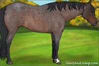 Horse Color:Brown Roan