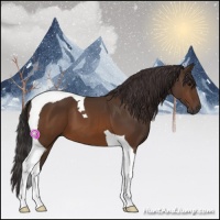 Horse Color:Buckskin Tobiano