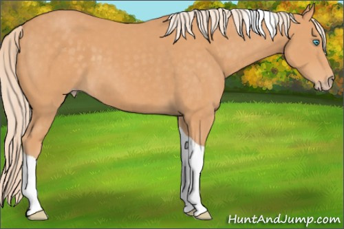Horse Color:Gray Cremello Tobiano 