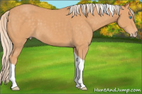 Horse Color:Gray Cremello Tobiano