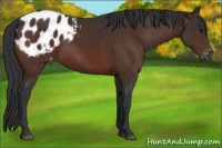 Horse Color:Bay Appaloosa 