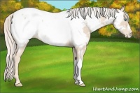 Horse Color:Cremello Snowcap