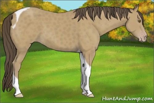 Horse Color:Classic Cream Champagne Tobiano