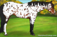 Horse Color:Gray Bay Appaloosa 