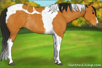Horse Color:Gray Buckskin Tobiano Rabicano