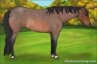 Horse Color:Bay Roan Rabicano