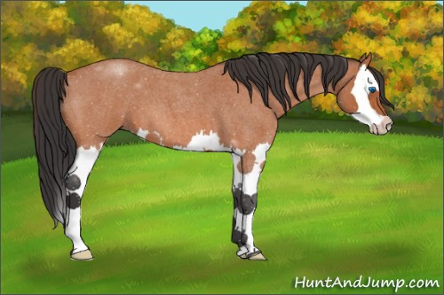 Horse Color:Bay Roan Splash
