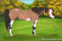 Horse Color:Bay Roan Splash