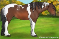 Horse Color:Bay Tobiano 