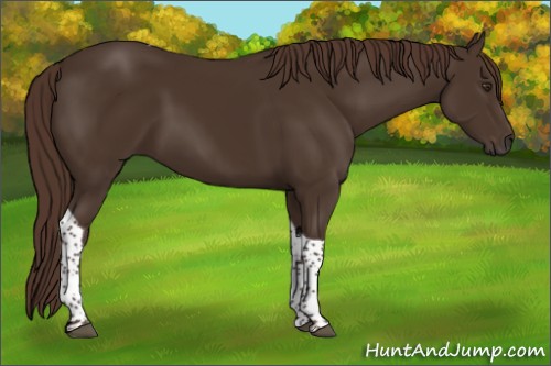 Horse Color:Liver Chestnut Tobiano 