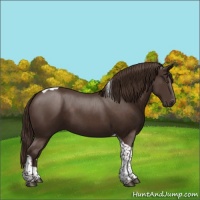 Horse Color:Liver Chestnut Tobiano 