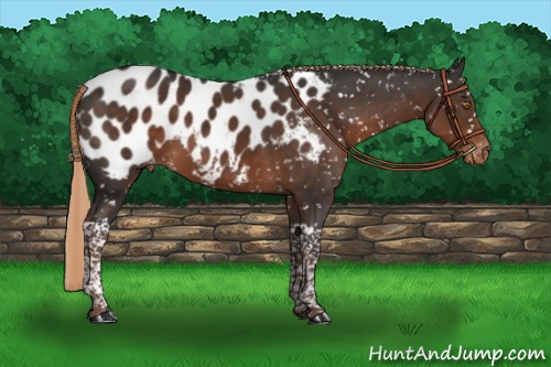 Horse Color:Liver Chestnut Tobiano Appaloosa