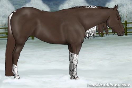 Horse Color:Liver Chestnut Tobiano 