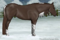 Horse Color:Liver Chestnut Tobiano 